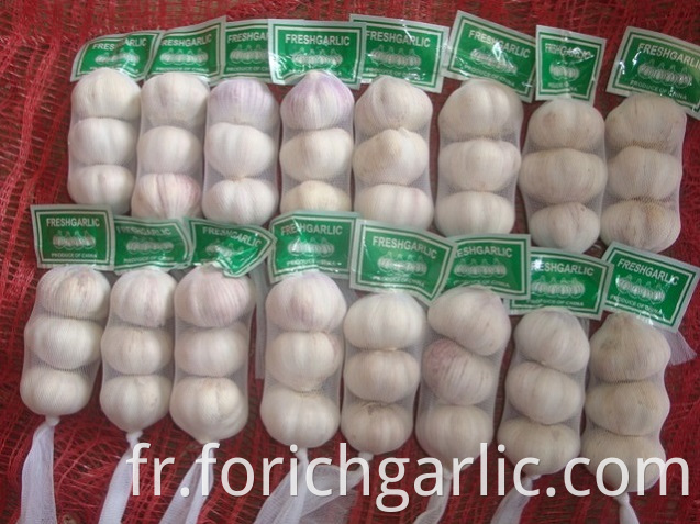 Normal White Garlic